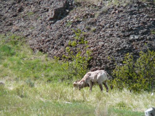 Big Horn Sheep