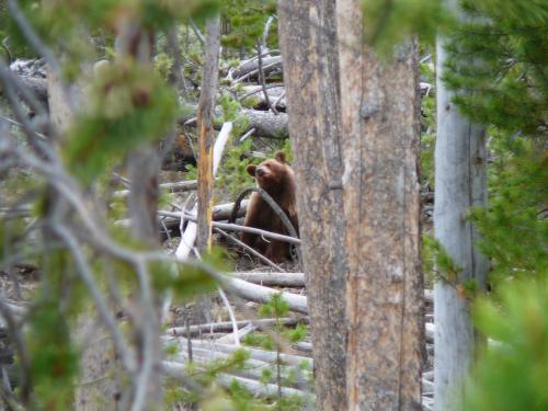 A brown bear in the woods