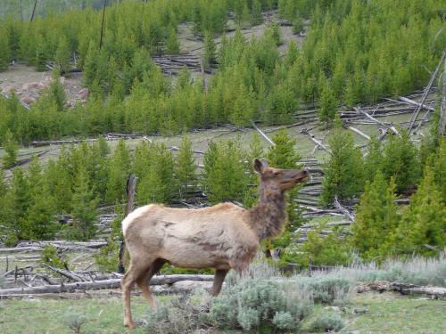 Elk