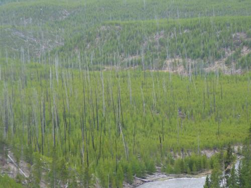 New trees growing after a huge fire in the '80s