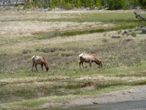 Elk
