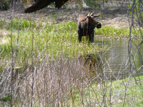 Moose