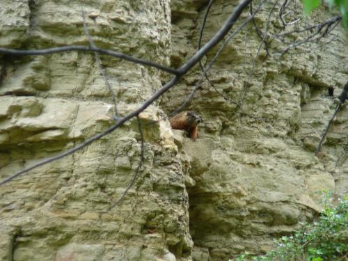 Golden Marmot
