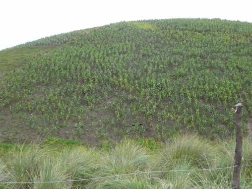 A hard corn field to hoe