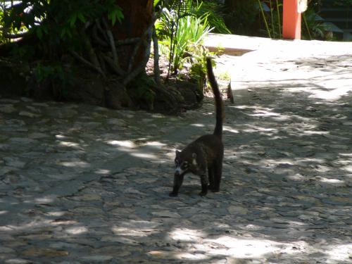 Animals of the Jungle