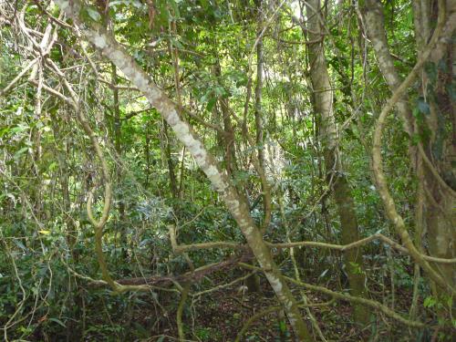Jungle