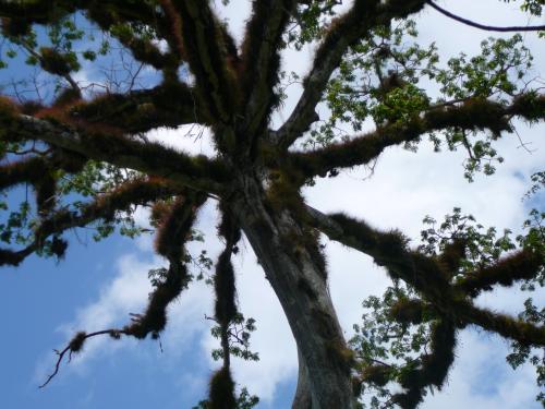 Amazing tree