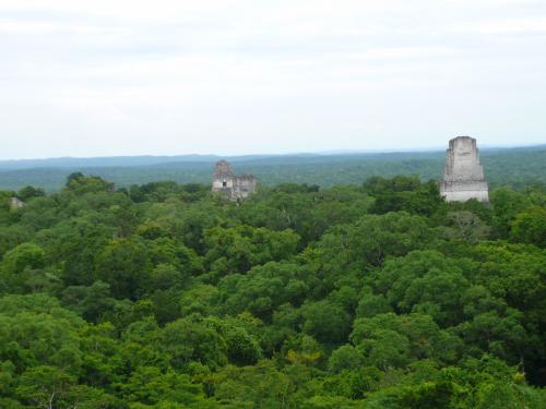 Across the canopy
