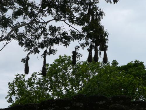 Nests