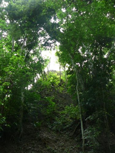 Zipping through the jungle canopy