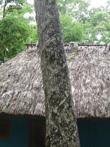 Chewing gum tree - slashed with a mechete to extract gum