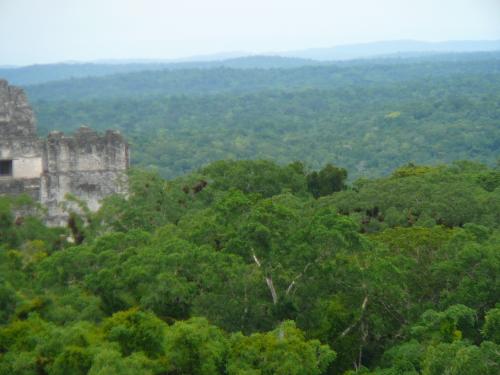 Across the jungle from the top of a monument