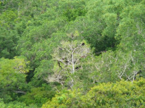 Monkeys in a tree