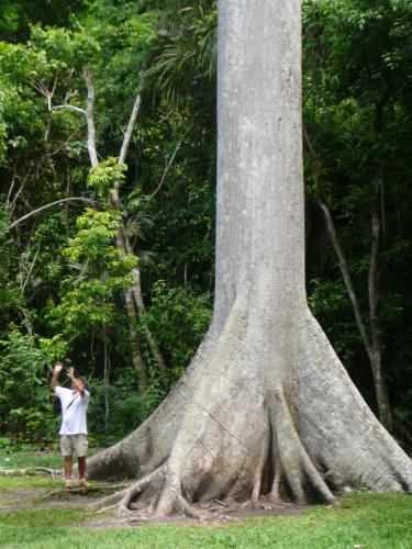 Base of an amazing tree