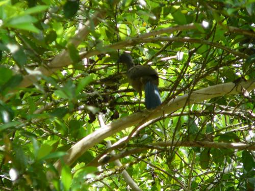 Local Bird