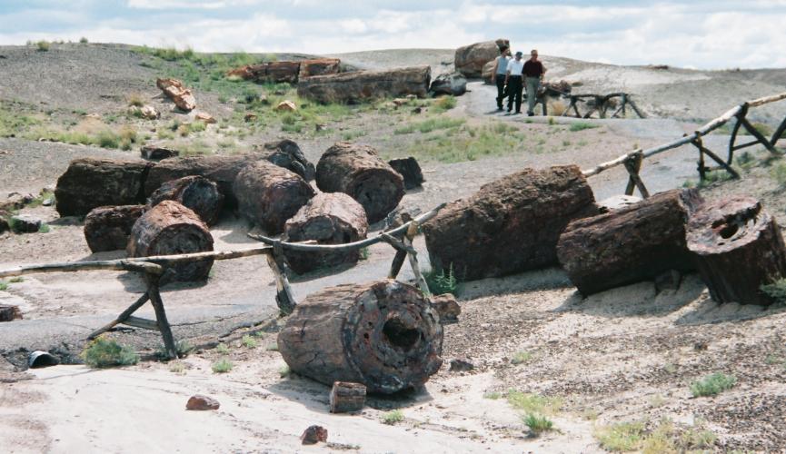 Petrified Wood from the Petrified Forest